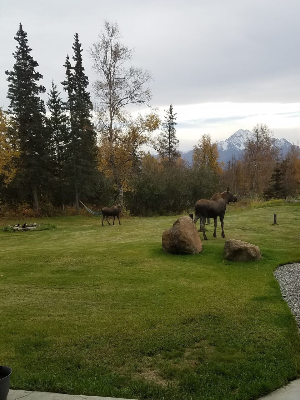 Moose visiting 