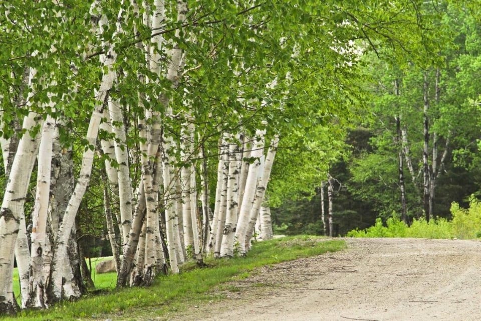The driveway in summer