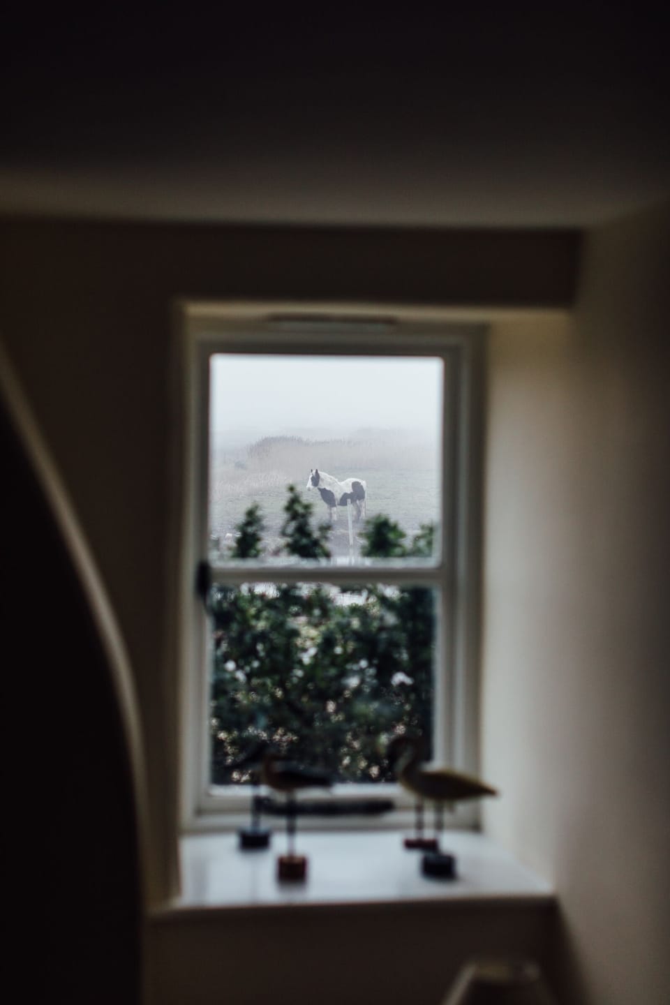 View of Magic the horse from the living room