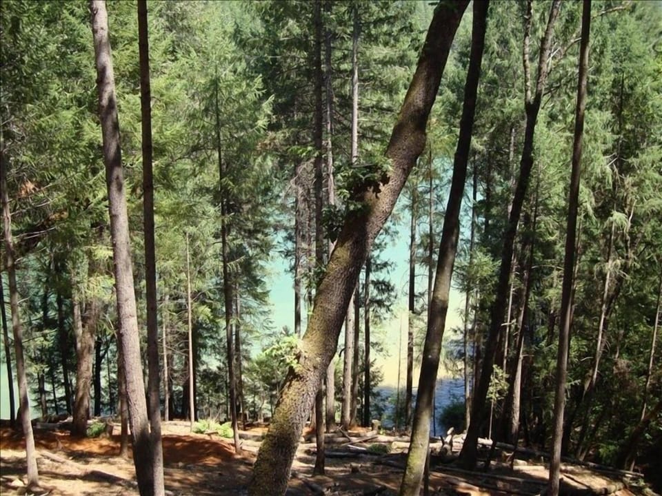 view from the house - trail down to the lake