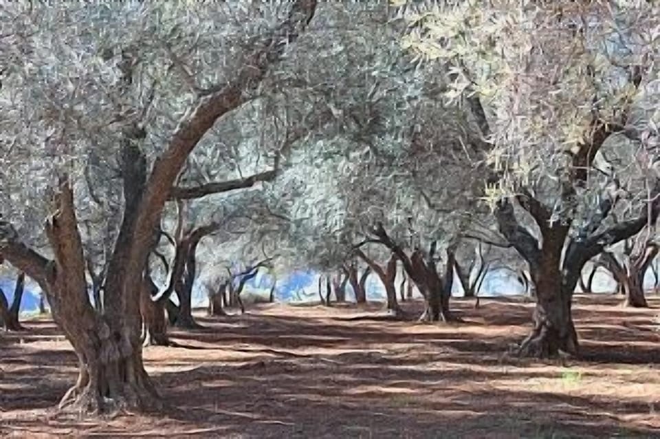Olive groves only minutes walk away