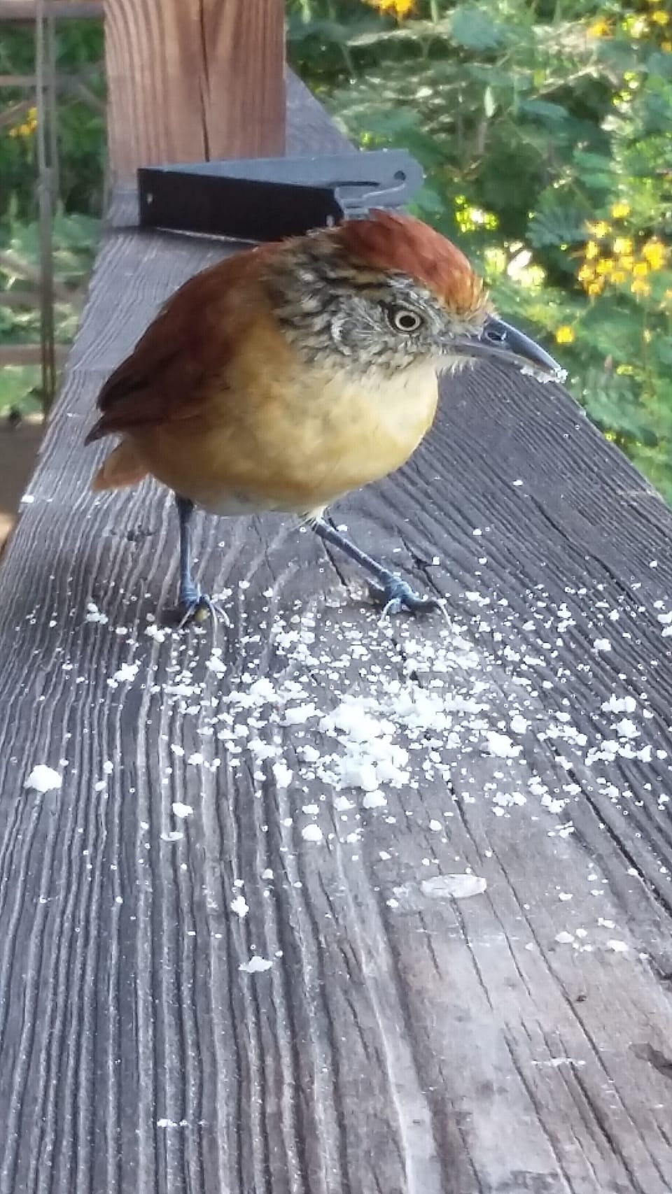 Th birds are very tame as we feed them every day