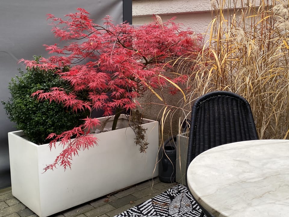 Deluxe Apartment (Damai) | Terrace/patio