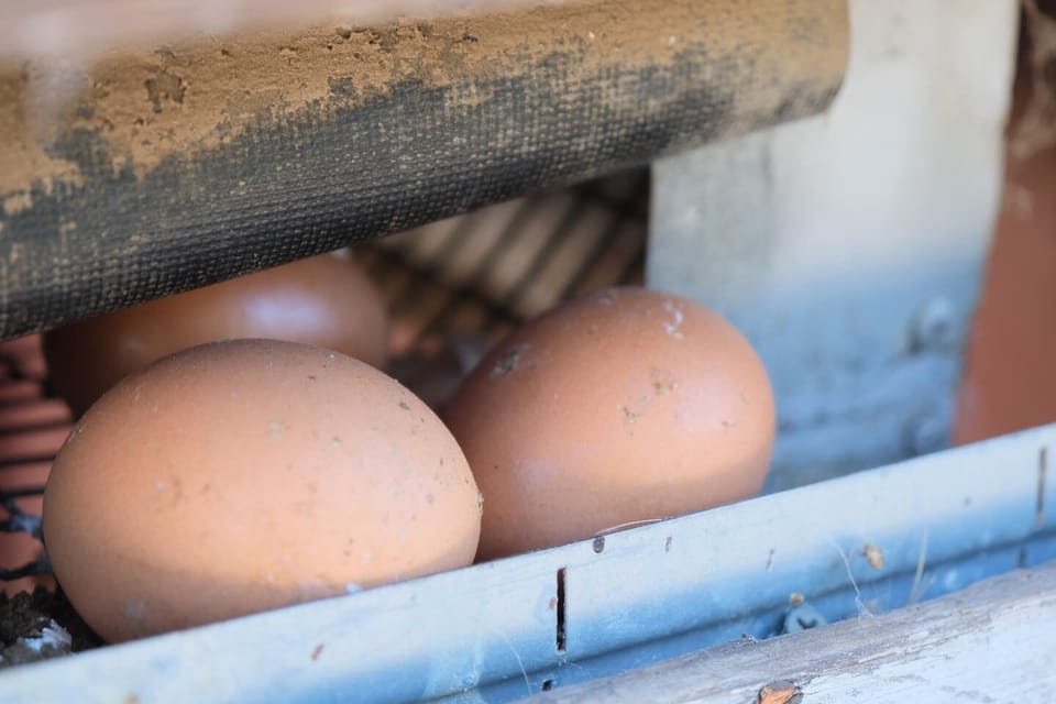 The six "girls" lay daily, so farm-fresh eggs are just steps from your cottage.