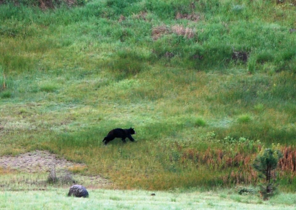 Rare black bear sighting by the pond