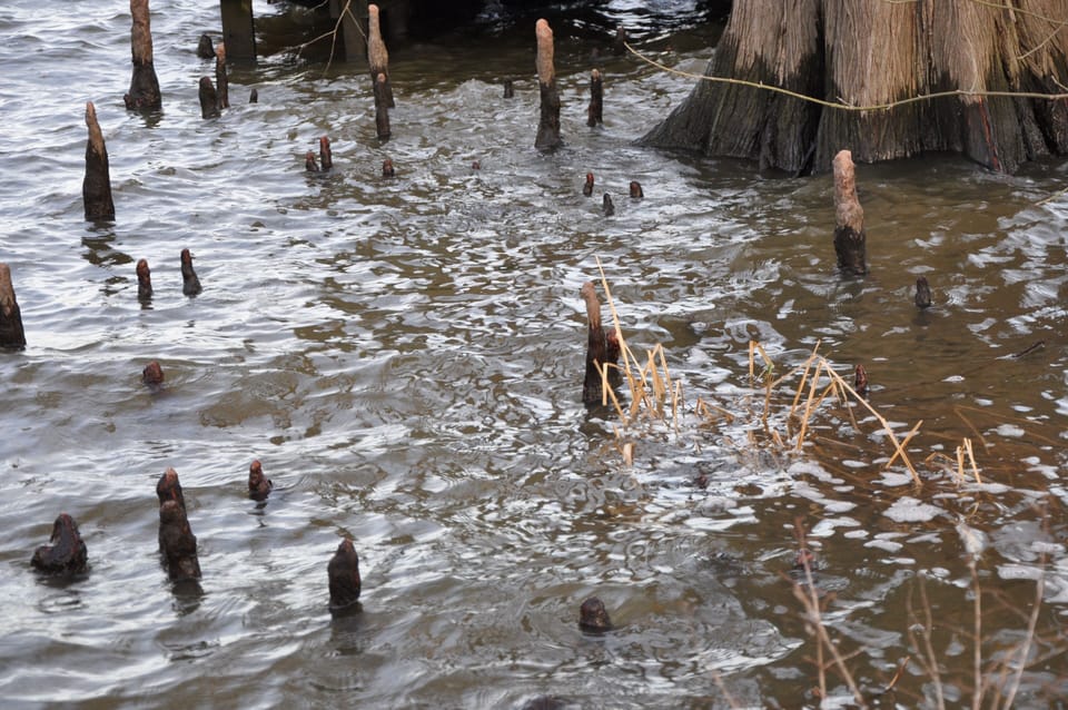 cypress knees