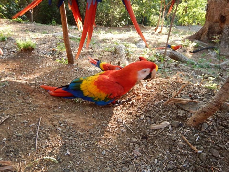 Pretty parrot near Plumita Pacifica