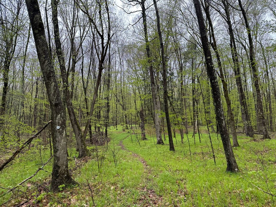 hiking trail in spring