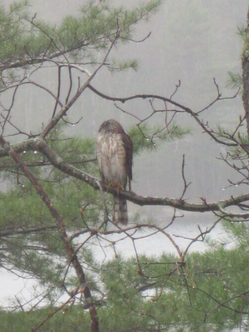 Outside the window.....