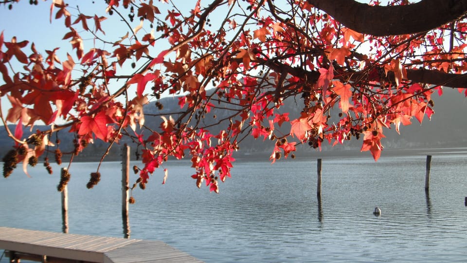 Fall colors across the lake