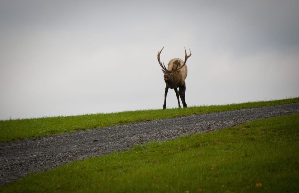 Bull on Winslow Hill