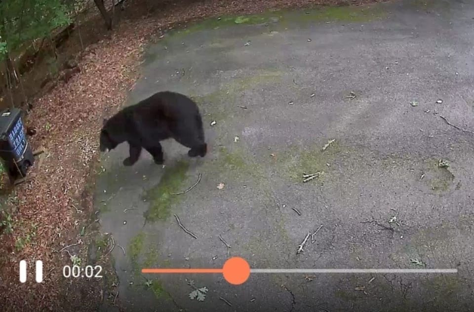 Bear checking out the garbage can! 