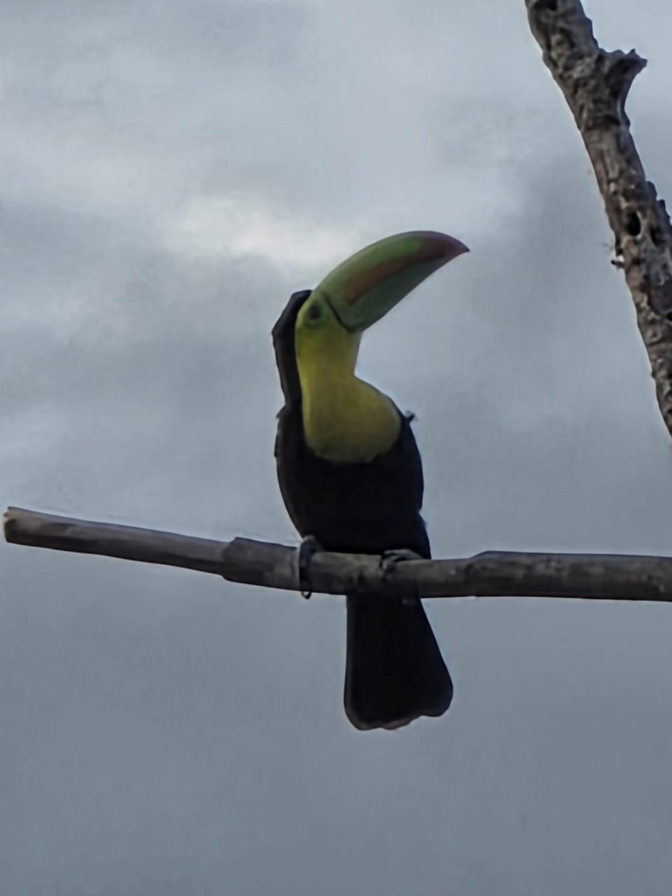 Toucans travel in pairs. Most nights you get to see many pairs.