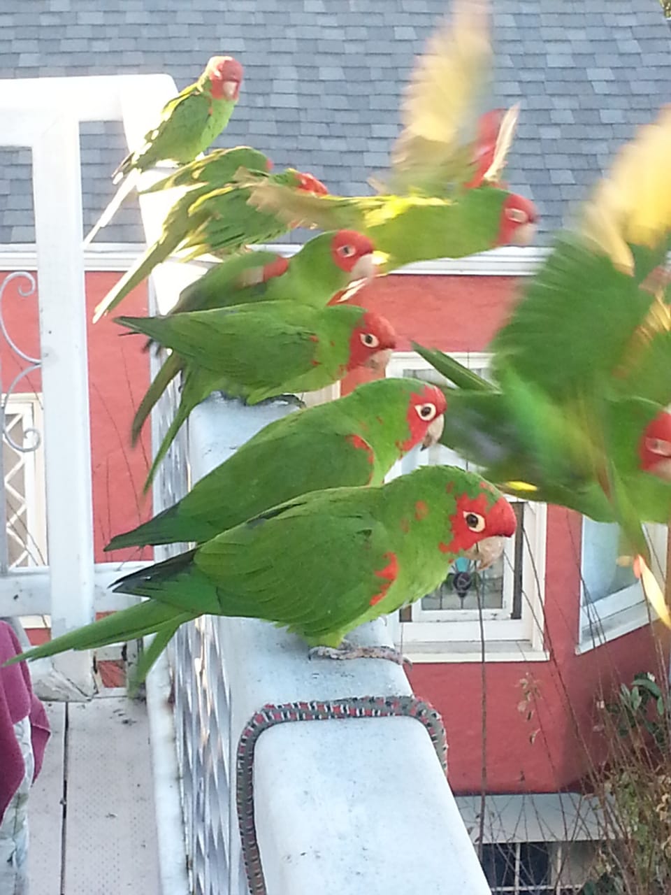 Wild Parrots of Telegraph Hill stopping by