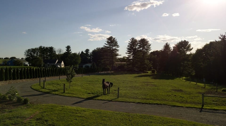 Horses In Meadow