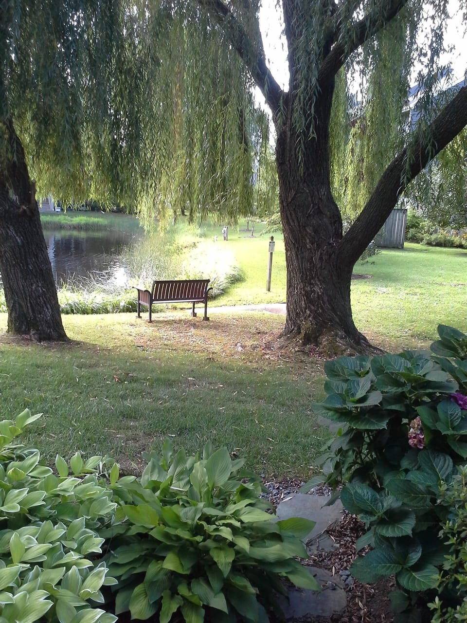 The lawn and pond from my patio