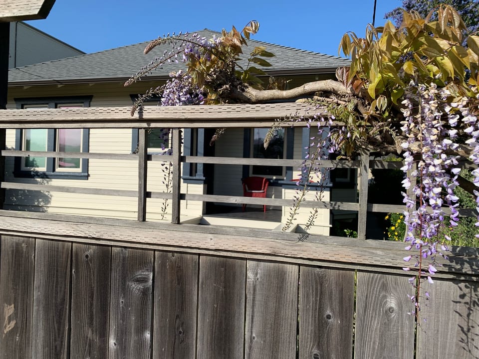 Wisteria in early Spring
