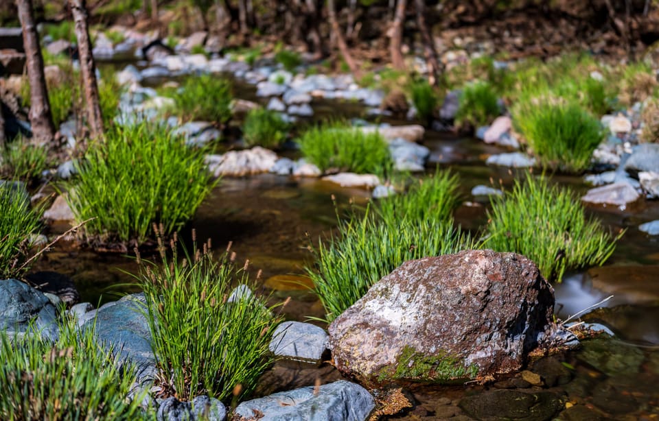 creek in early spring