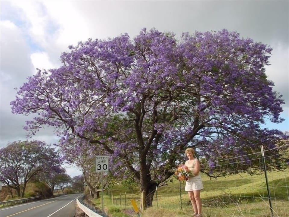 Jacarunda Tree In Full Bloom In May On The Slopes Of Haleakala