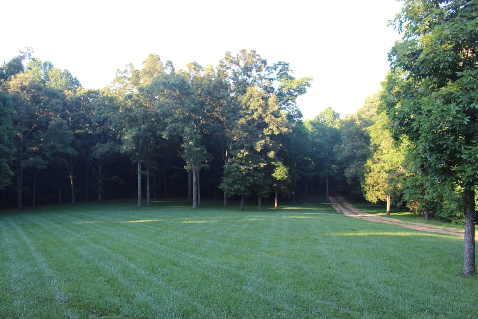 Looking out on the front lawn