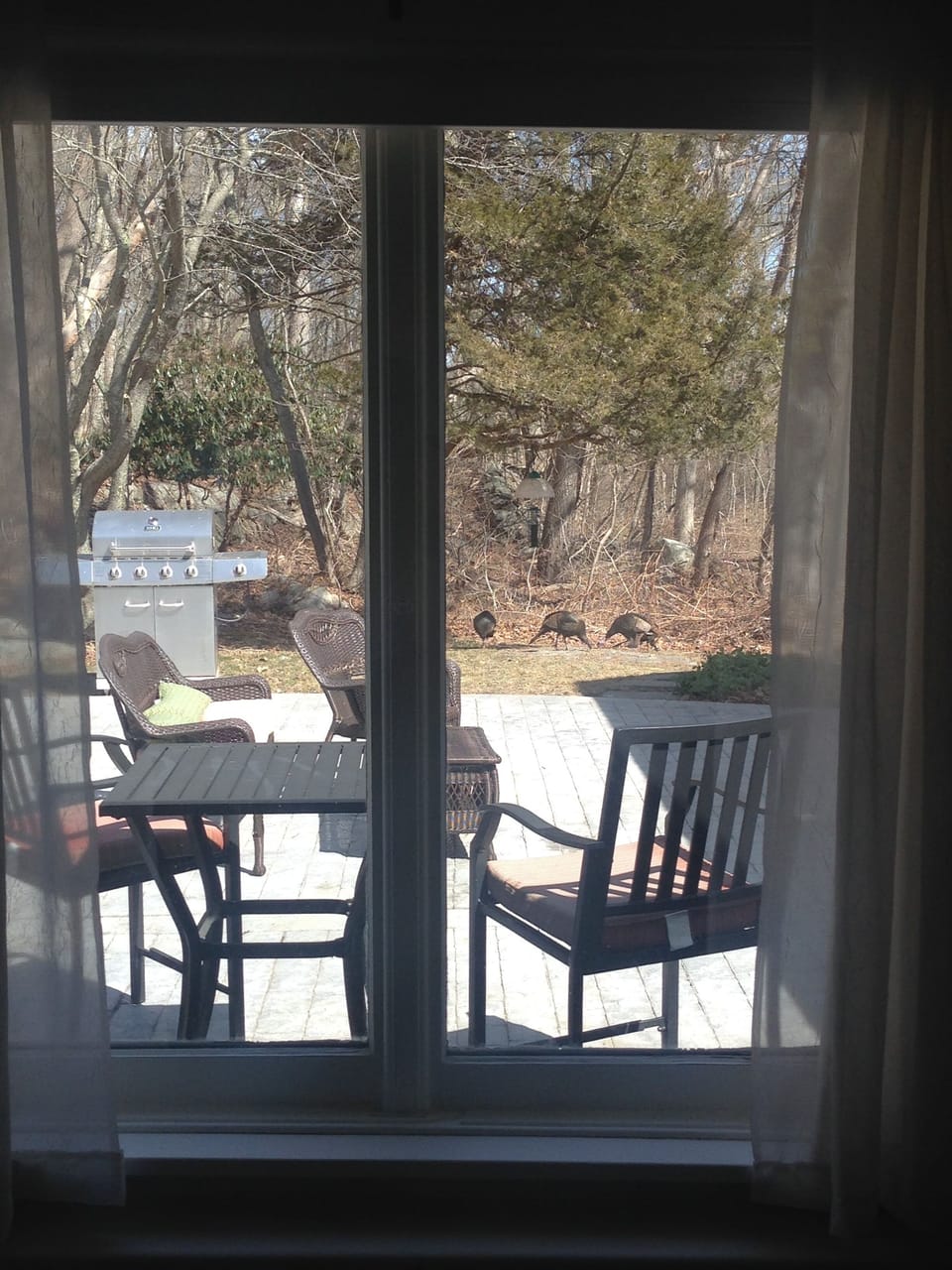 Wild turkeys - at patio bird feeder March 2018