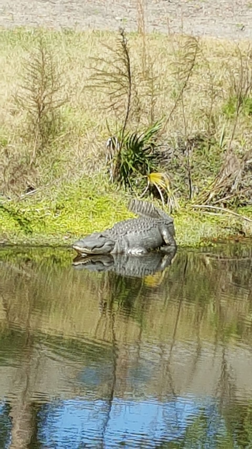 Alligator seen on a bike ride.  