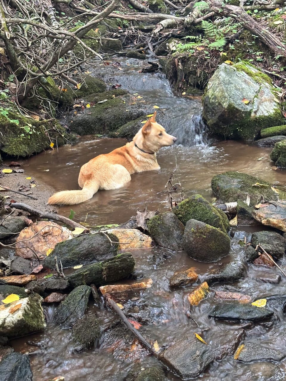 One of our 4-legged guests enjoying the creek on the property!