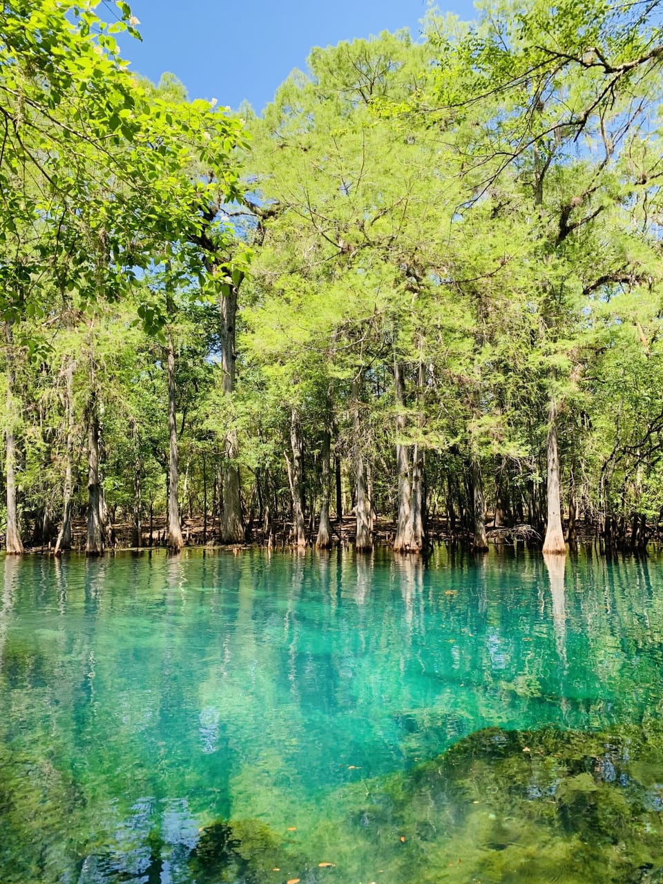 One of many springs in a close proximity to Panama City Beach