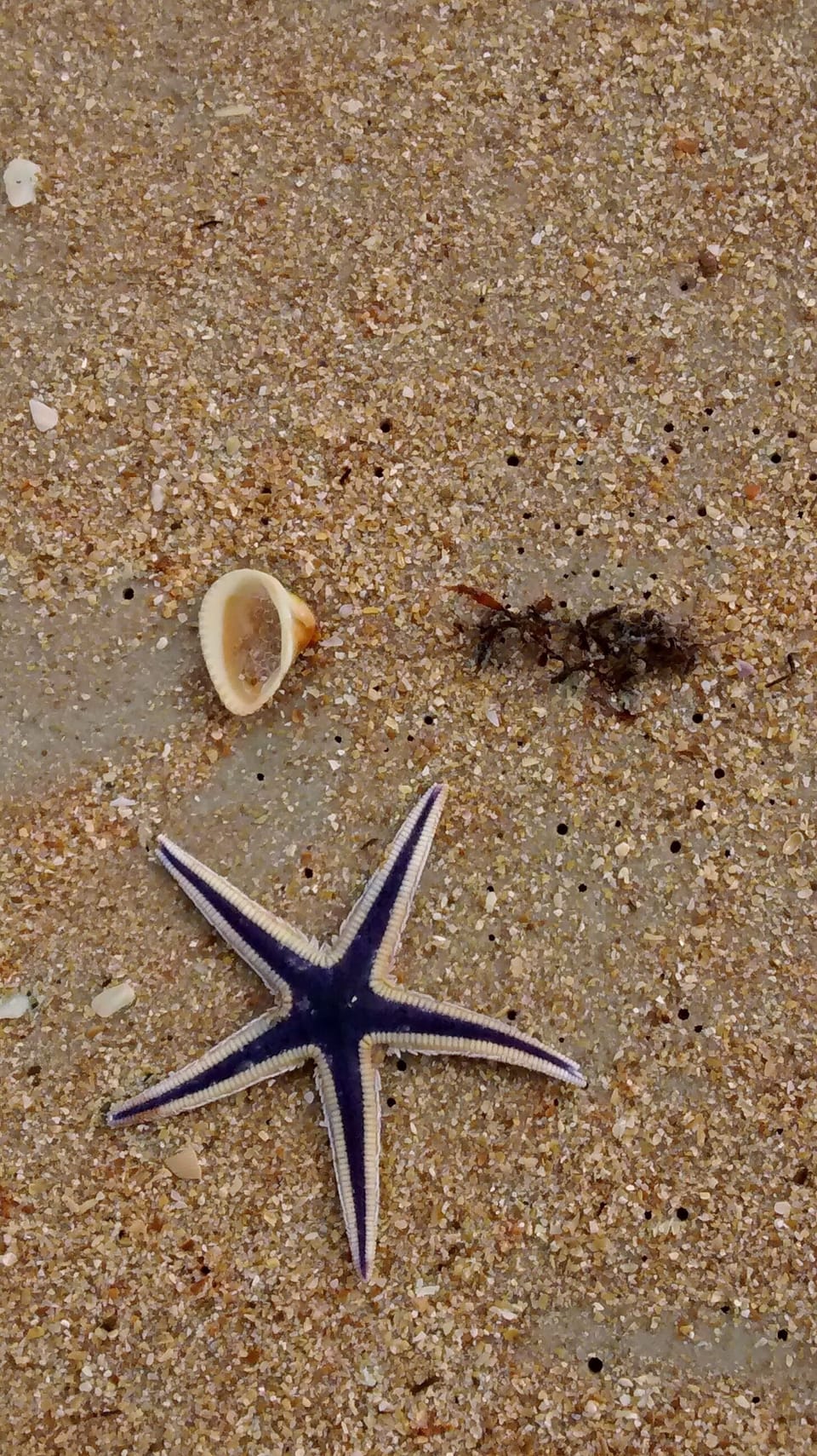 Beachcomb for shells