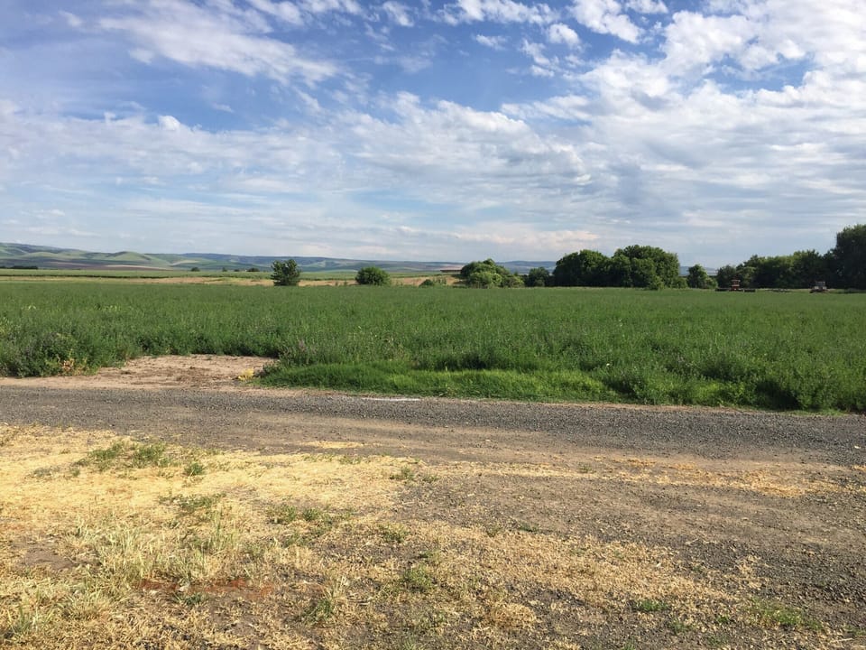 Alfalfa field in the summer time.