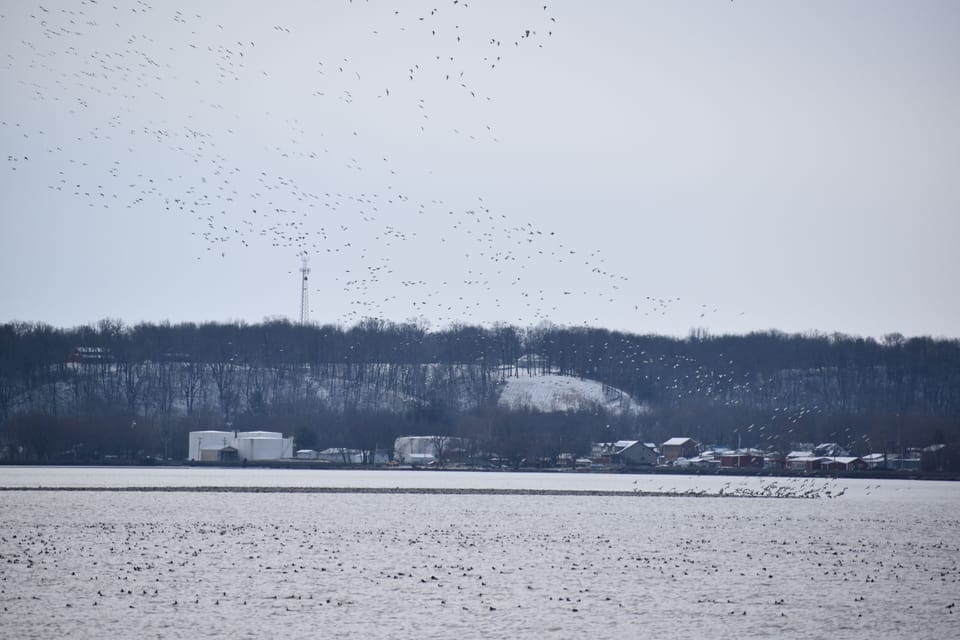 Snow goose , spring migration. Hundreds of thousands.