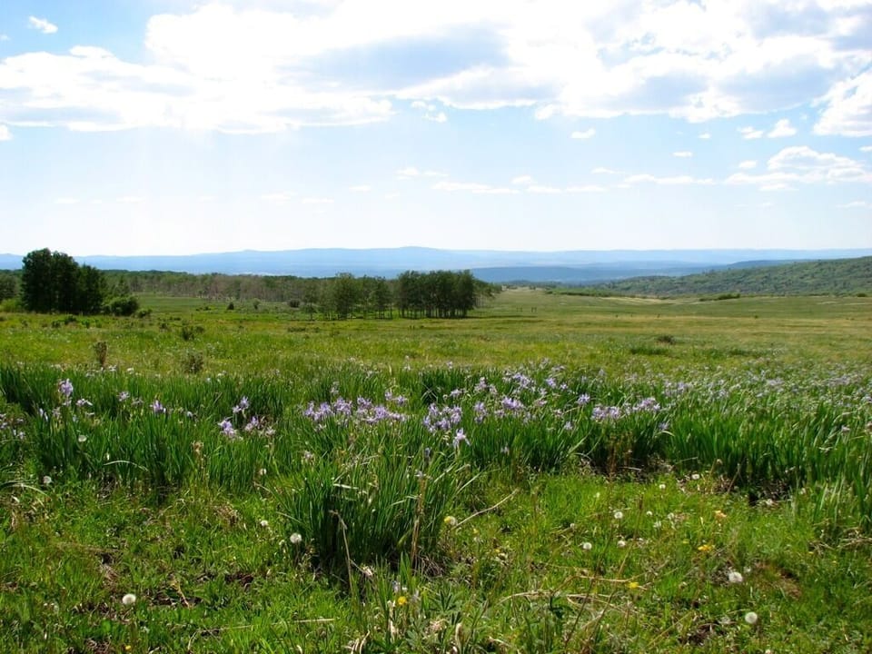 Wild Summer irises in nearby mountain meadow, great area for hiking and picnics