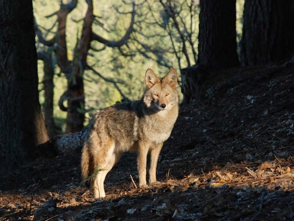 The area is abundant with wildlife from coyotes to deer, hawks, hummingbirds and the occasional bear