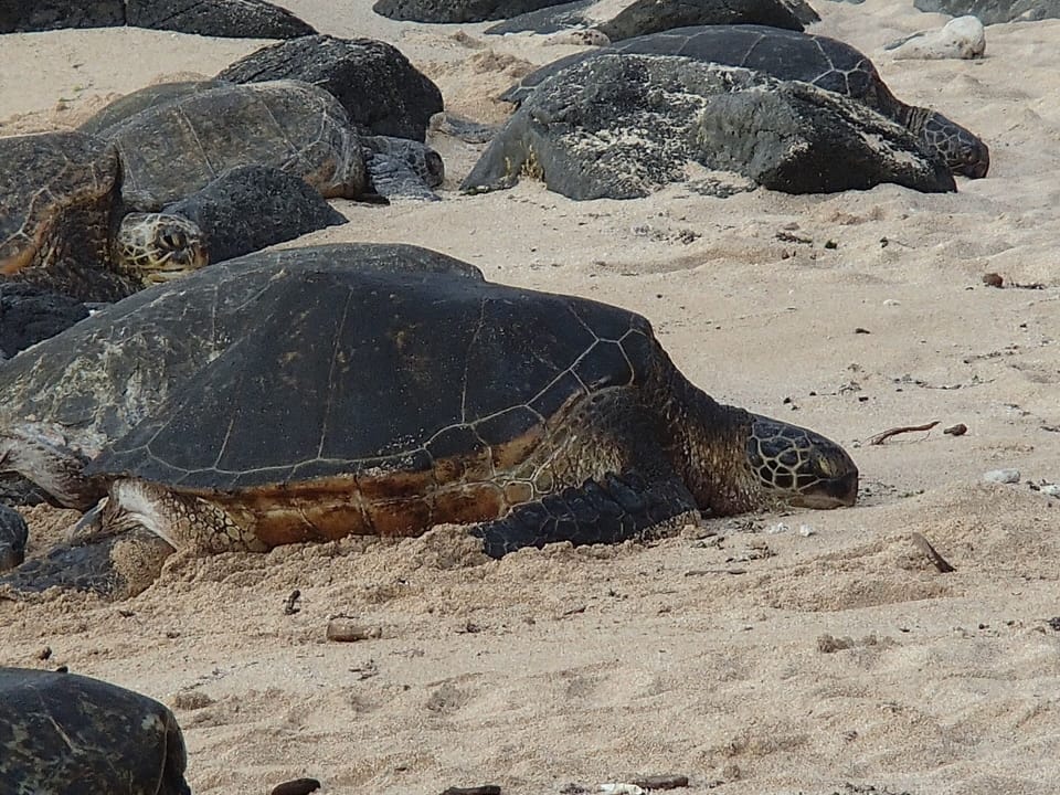 Turtles resting on the beach
