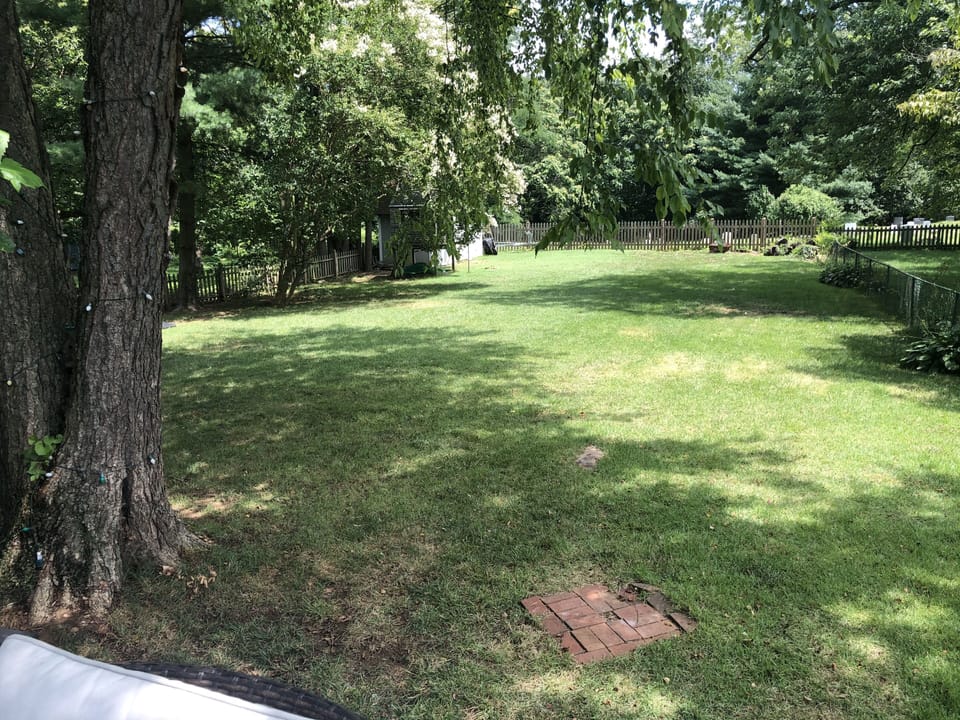 Back yard