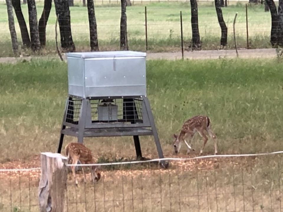 Enjoy the deer morning and evening... so cute!