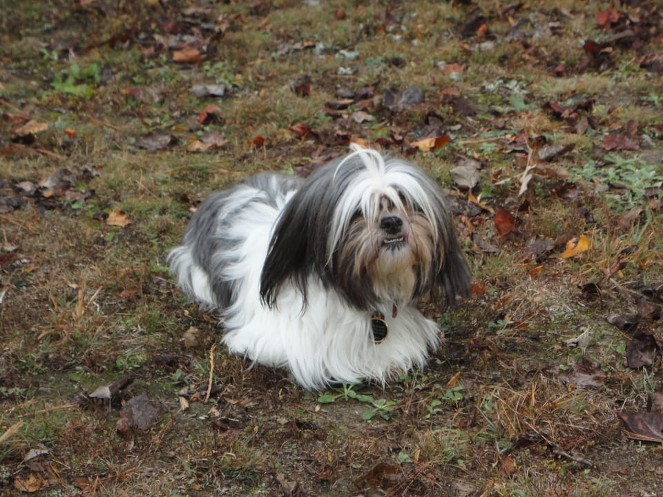 Cottage on Craig is pet friendly!