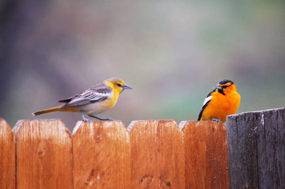 Lots of birds to photograph!