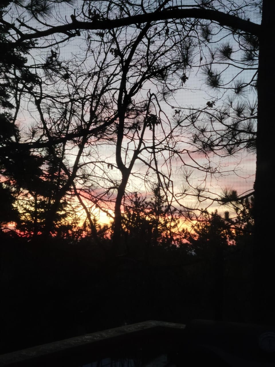 Sunset through the pines
