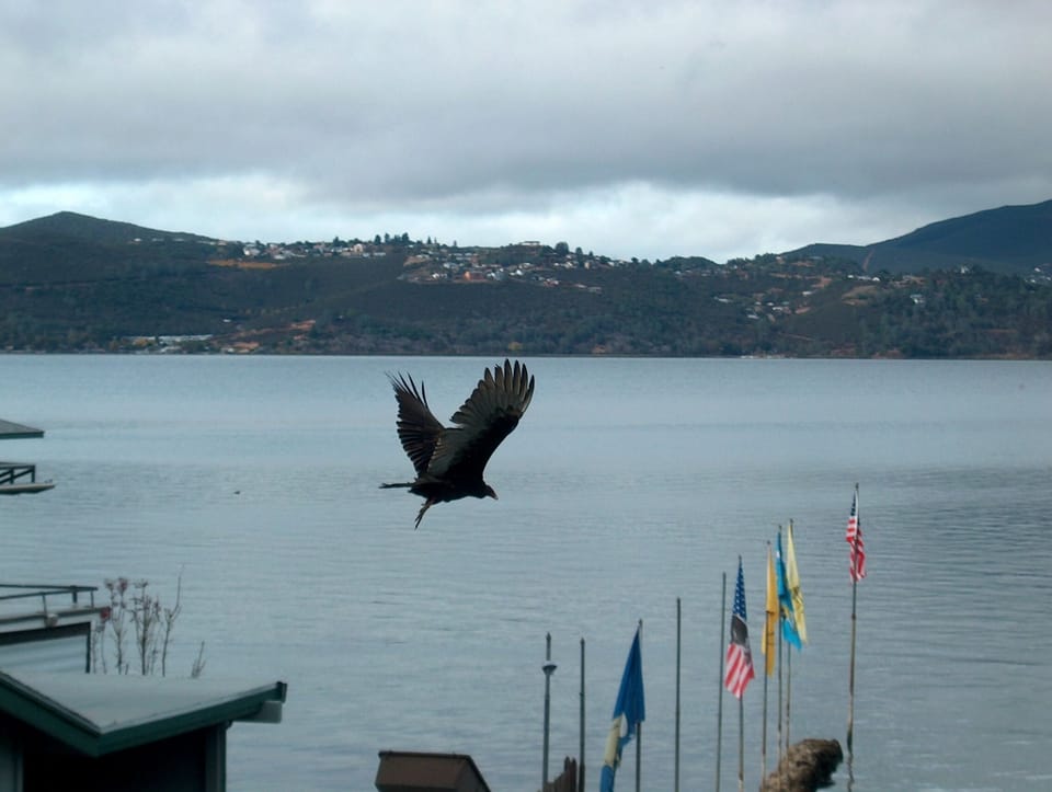 Turkey vulture scanning beach