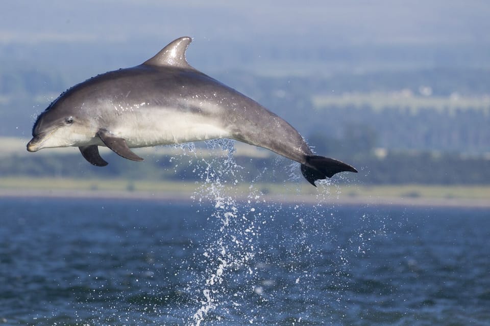 Breaching Bottlenose dolphin at Chanonry Point