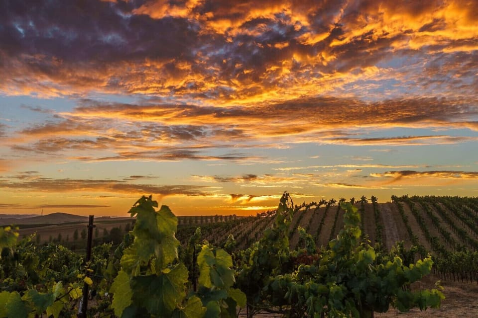 Golden hour views of our lovely Sonoma Valley