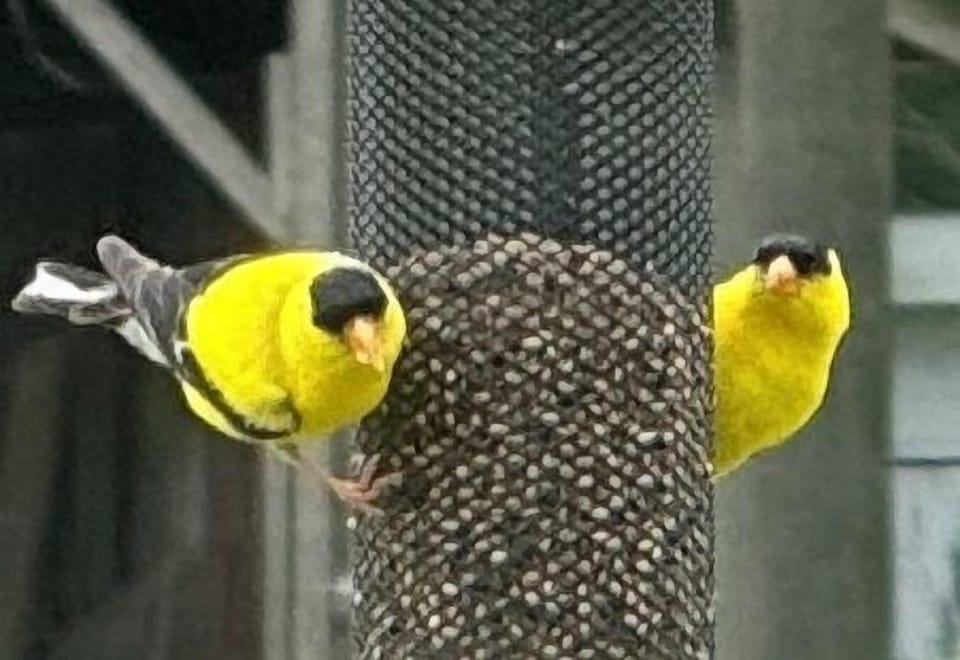 Gold finches