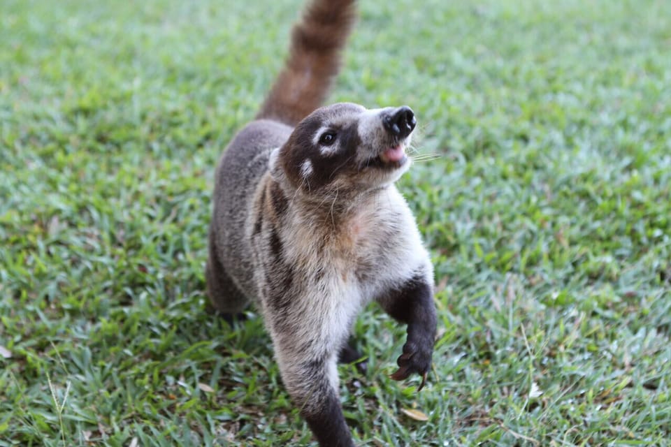The local Coati.