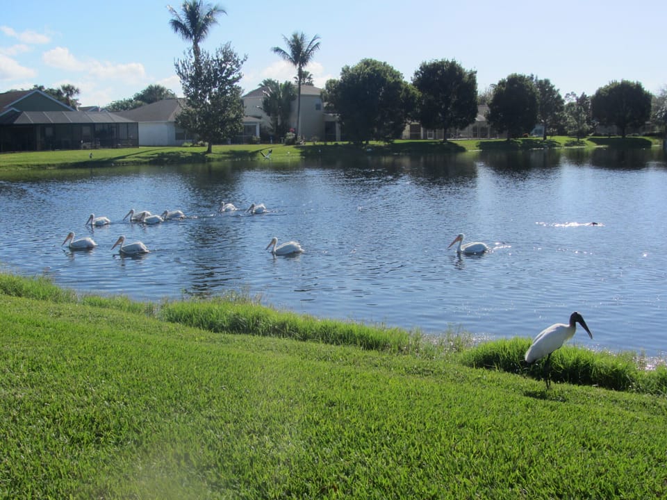 White pelicans and woodstork.
