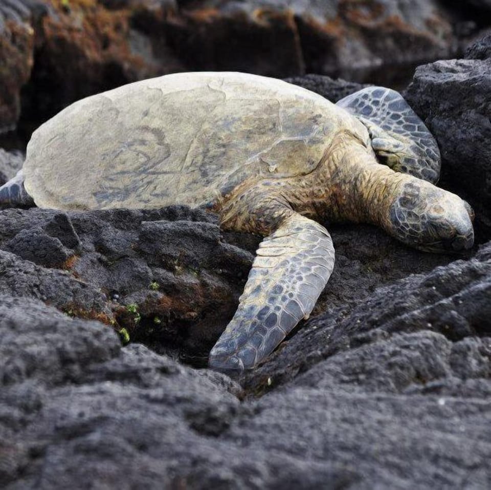Honu Resting on the rocks