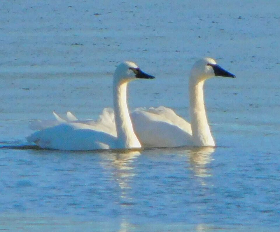 Many swans on the bay in out toward Swan Point