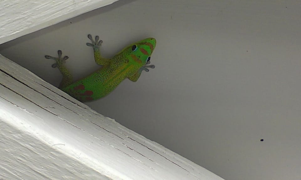 gecko peeking out at you - on the outdoor shower
