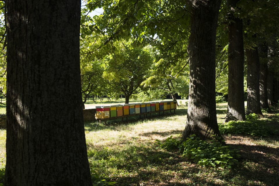 Bee hives
