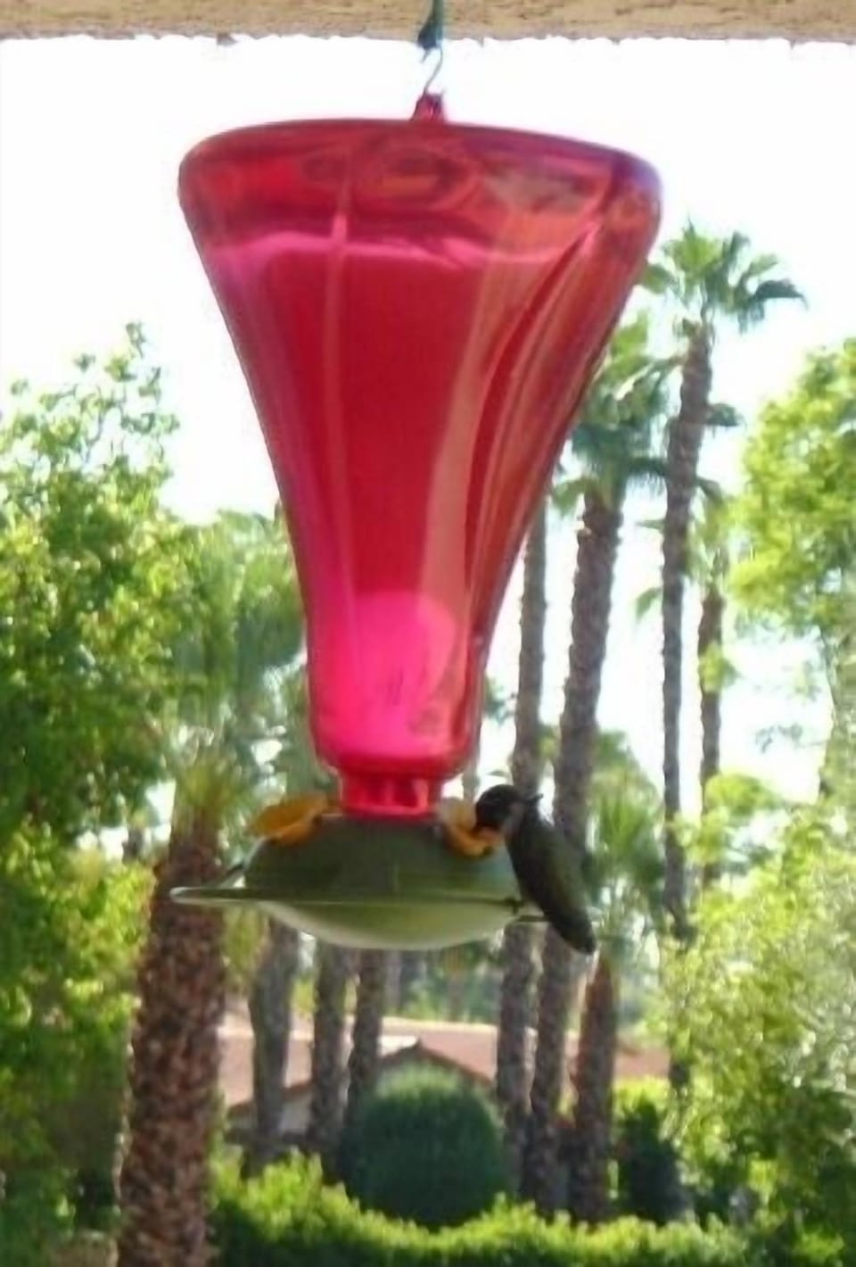 Hummingbirds visit daily just outside kitchen and 2nd bedroom windows.